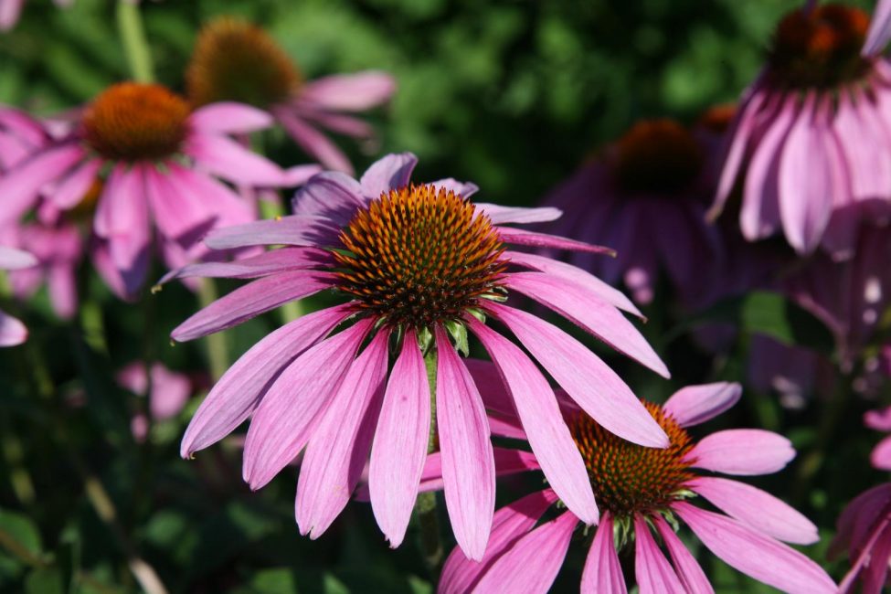 Τα όμορφα μωβ λουλούδια της Rudbeckia (Echinacea) χρησιμοποιούνται για τη δημιουργία λουλουδιών στον κήπο και στο γκαζόν. Τα φωτεινά χρώματα κάνουν αυτή την ποικιλία πιο κερδοφόρα.