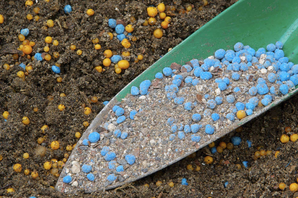 Fertilizantes para lobelia