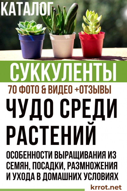 сукуленти