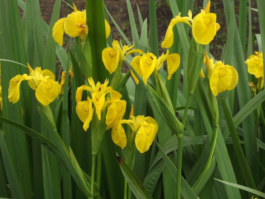 Golden Queen iiris