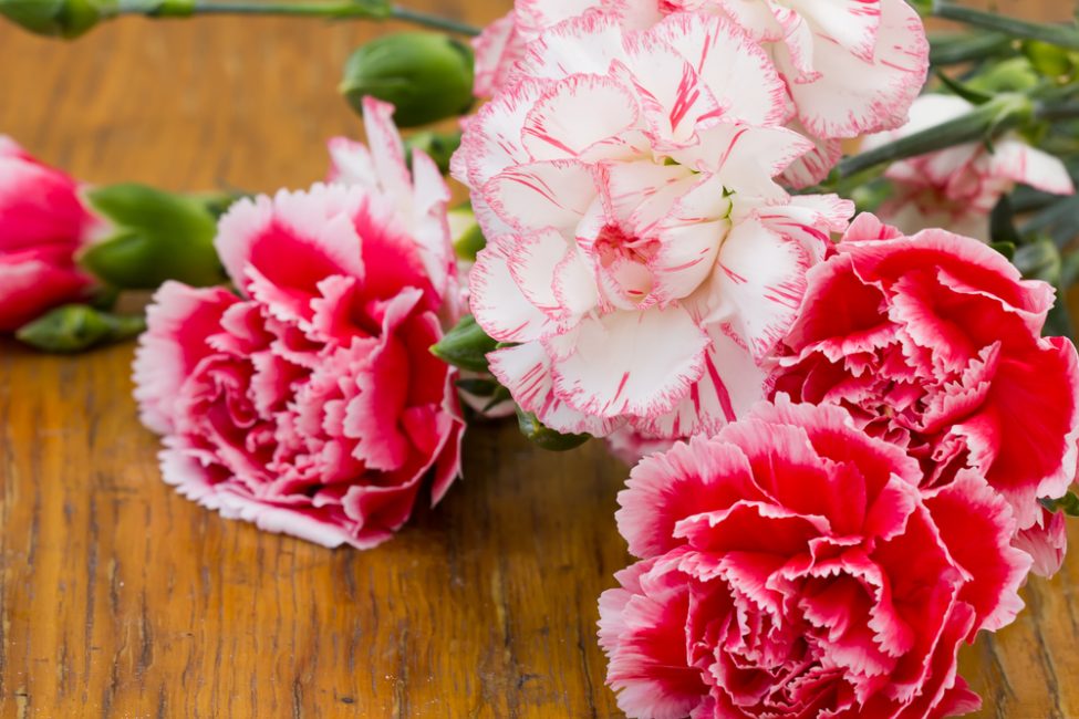 Lajike Shabo Pink Queen Carnation