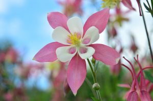 Aquilegia: 25 especies más comunes, reglas para plantar, cuidar y reproducir (más de 70 fotos y videos) + Reseñas