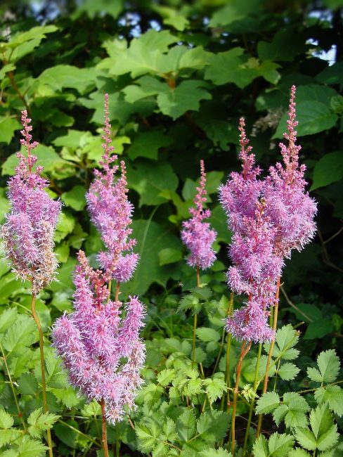Doğal koşullarda astilbes