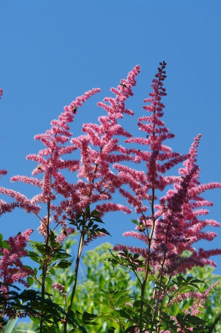 Astilbe