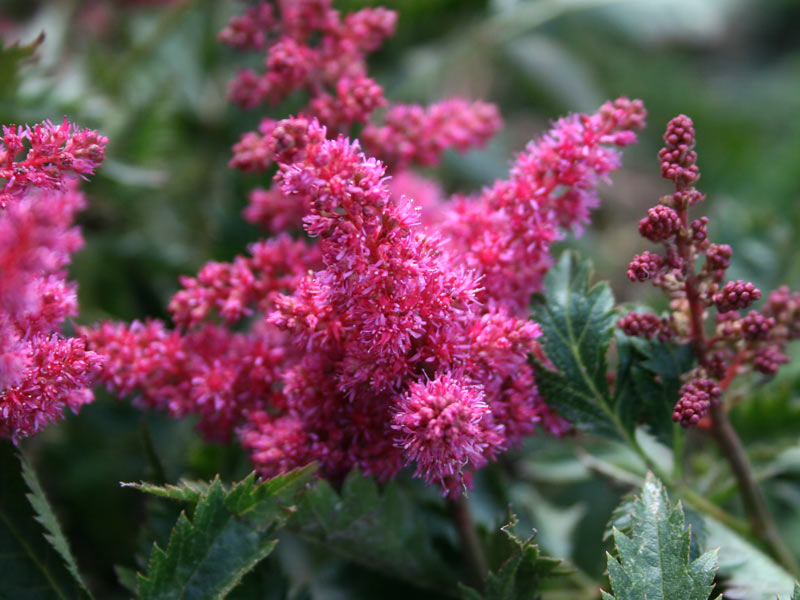 Astilbe Bremen