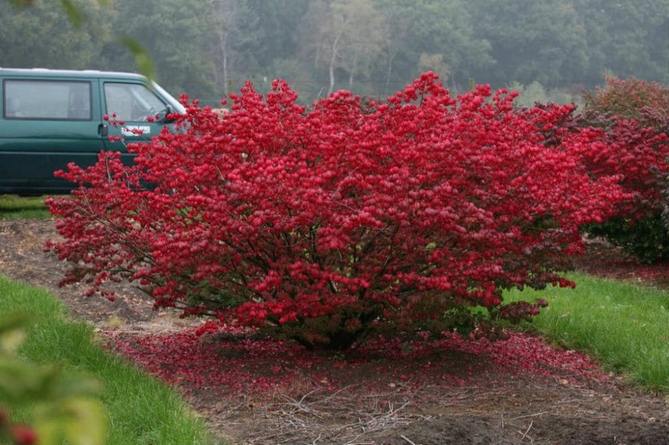 Euonymus-kääpiö