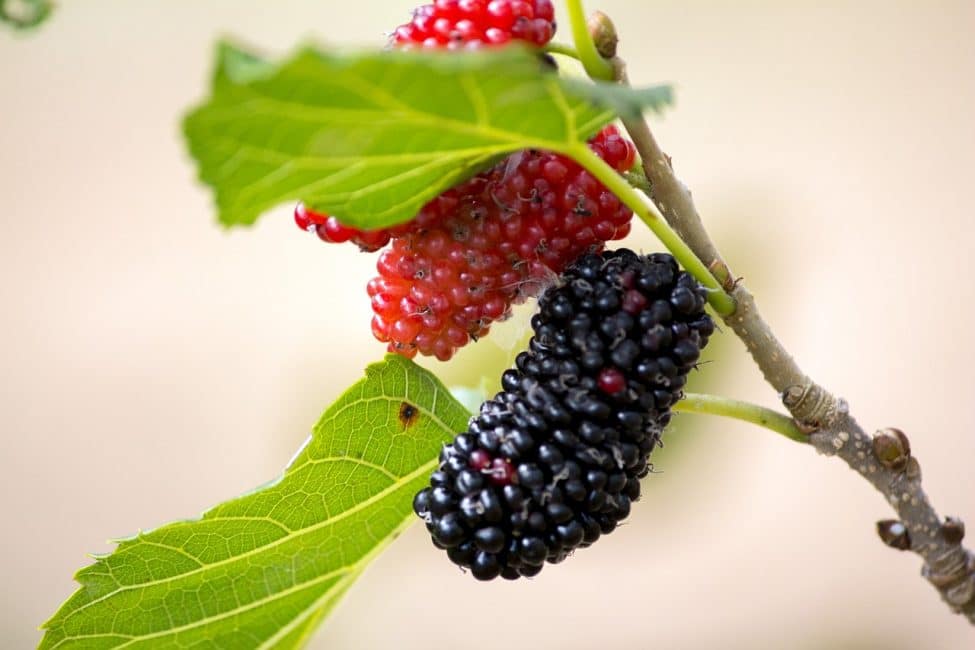 Mulberry hedelmät