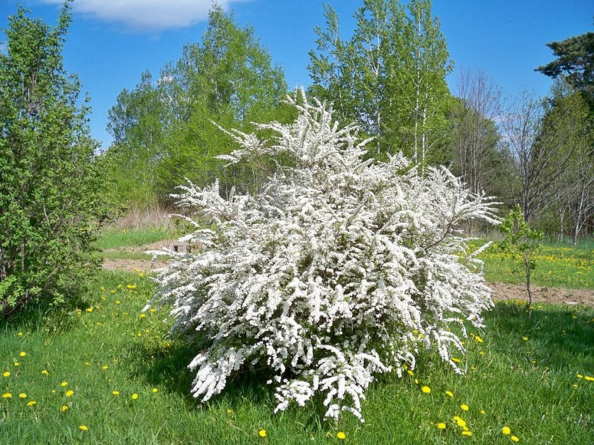Spirea
