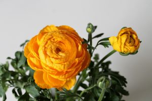 Ranunculus (Buttercup): descripción, tipos y variedades, cultivo y reproducción, plantación en campo abierto y cuidado, propiedades útiles (50 fotos y videos) + Reseñas