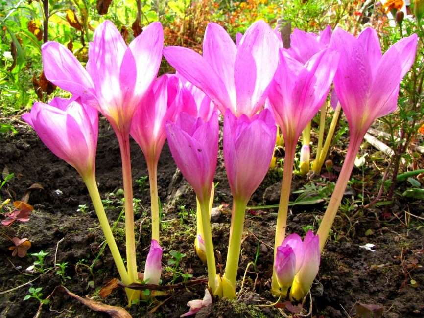 Colchicum