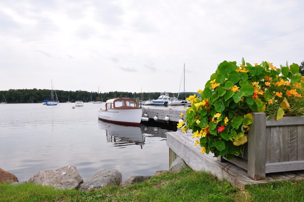 I parker, trädgårdar, vid kusten skapar växten ljusa och mysiga hörn.
