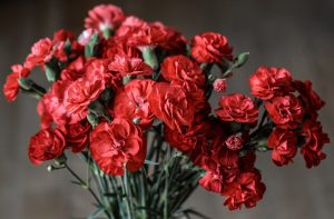 Γαρύφαλλο - περιγραφή, είδη και ποικιλίες, μέθοδοι καλλιέργειας και αναπαραγωγής, φύτευσης και φροντίδας (60+ Φωτογραφίες & Βίντεο)