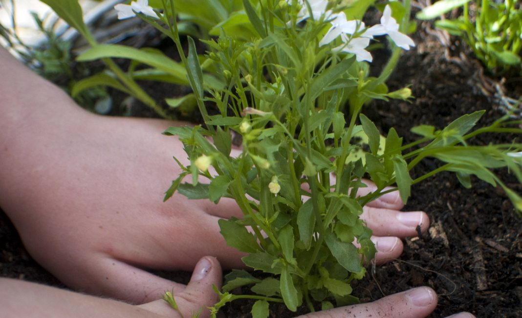 plantando lubelia