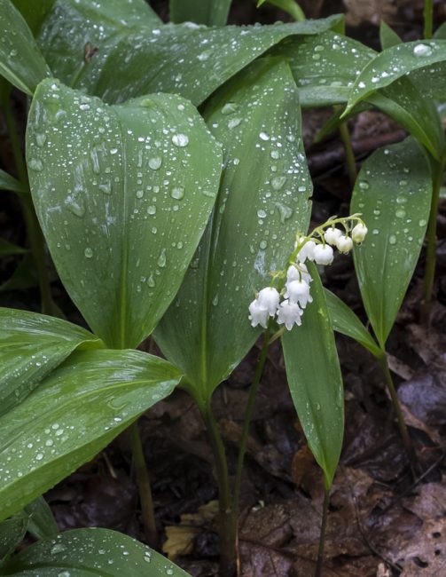 Muntanya Convallaria majalis montana