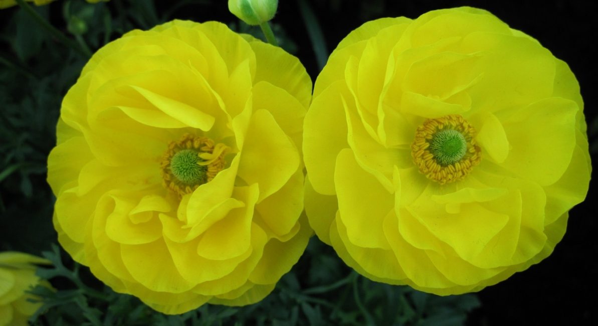 Ασιατική ποικιλία ranunculus