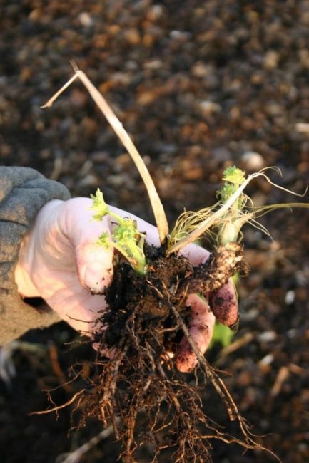 Použití oddenků při rozmnožování cenných odrůd delphiniums je zárukou zachování odrůdy