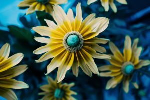 Rudbeckia: plantar y cuidar una planta en campo abierto. Variedades de rudbeckia para decorar una parcela personal, propiedades útiles (más de 80 fotos y videos) + Reseñas