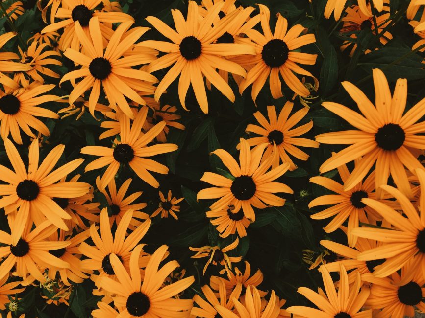 Η γοητευτική rudbeckia ήρθε σε εμάς από τη Βόρεια Αμερική και κέρδισε τις καρδιές των κηπουρών με την αξεπέραστη ομορφιά της.