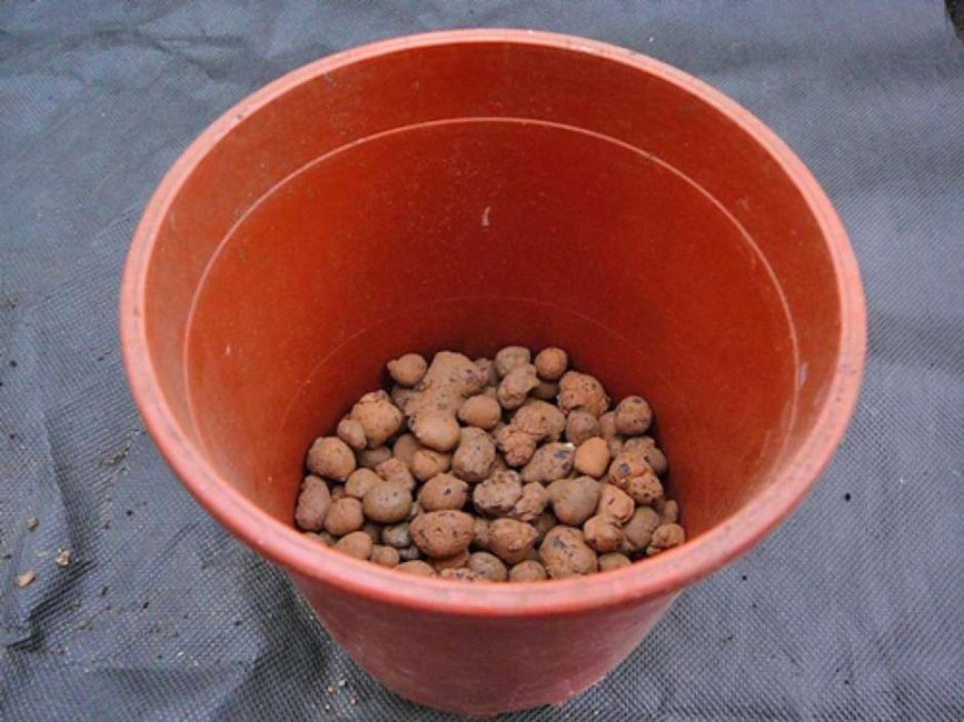 Per tant, la planta necessita drenatge