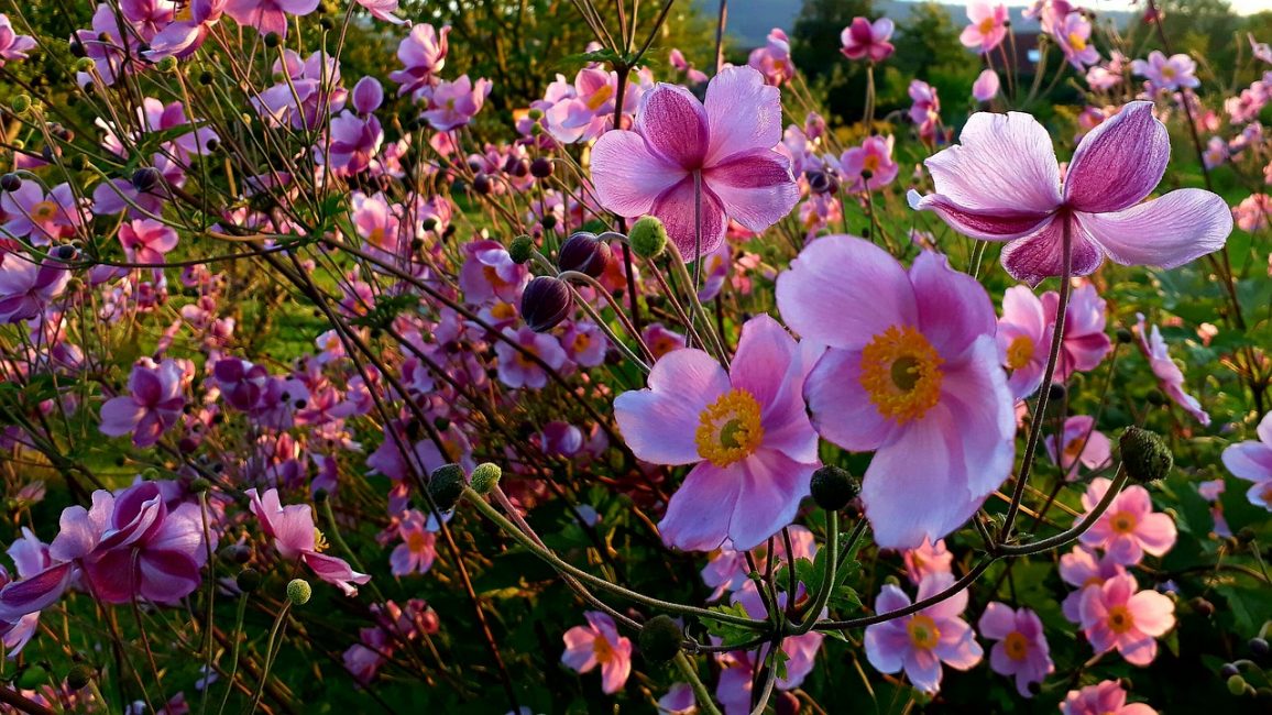Anémonas con flores de otoño