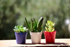 Suculentas: descripción, tipos, cultivo, plantación, reproducción y cuidado en el hogar, propiedades útiles (más de 70 fotos y videos) + Reseñas