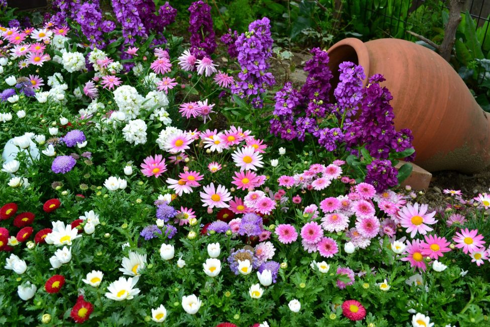 Flors en el disseny del paisatge