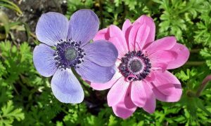 Anémonas: 25 especies, características de reproducción y cuidado, plantación en campo abierto, forzamiento en invierno, descripción de las propiedades medicinales de la planta (más de 50 fotos y videos) + Reseñas