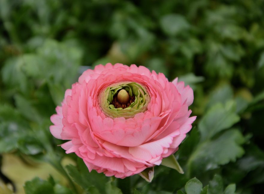 Όμορφο μπουμπούκι ranunculus