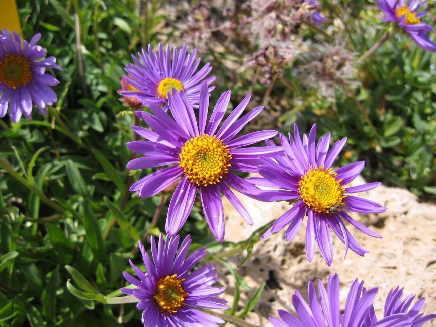Per als asters, els llocs acaronats per la llum solar són favorables.