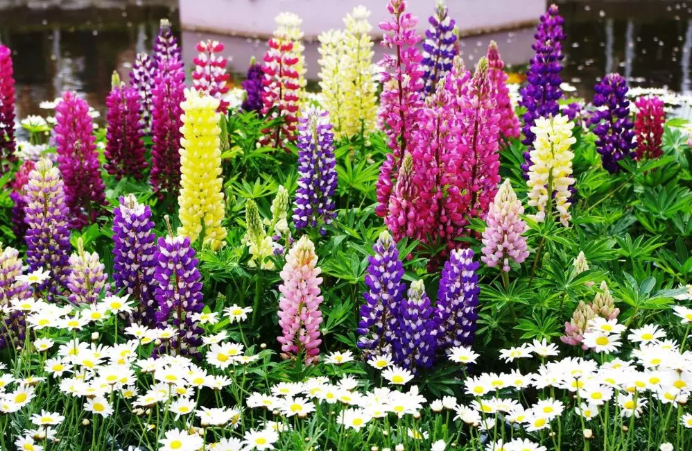 lupinus polyphyllus minaretti
