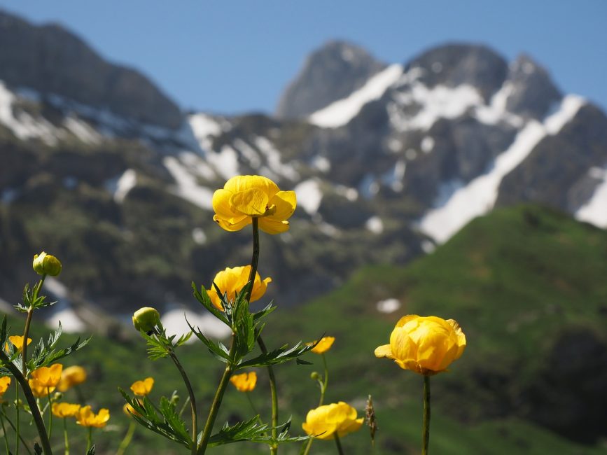 ranunculus σε φυσικό περιβάλλον