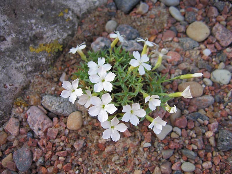 Neilikka yrttiluokka Albus