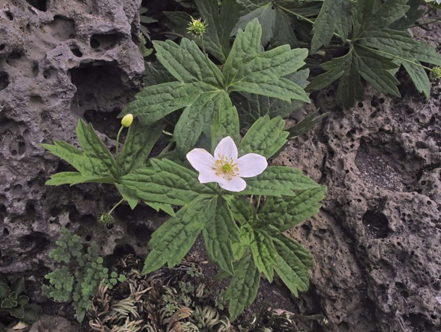anémona bifurcada