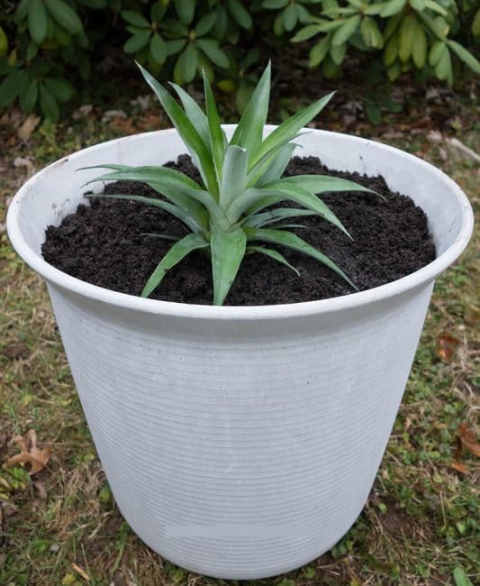 Pot de pinya de mida adequada