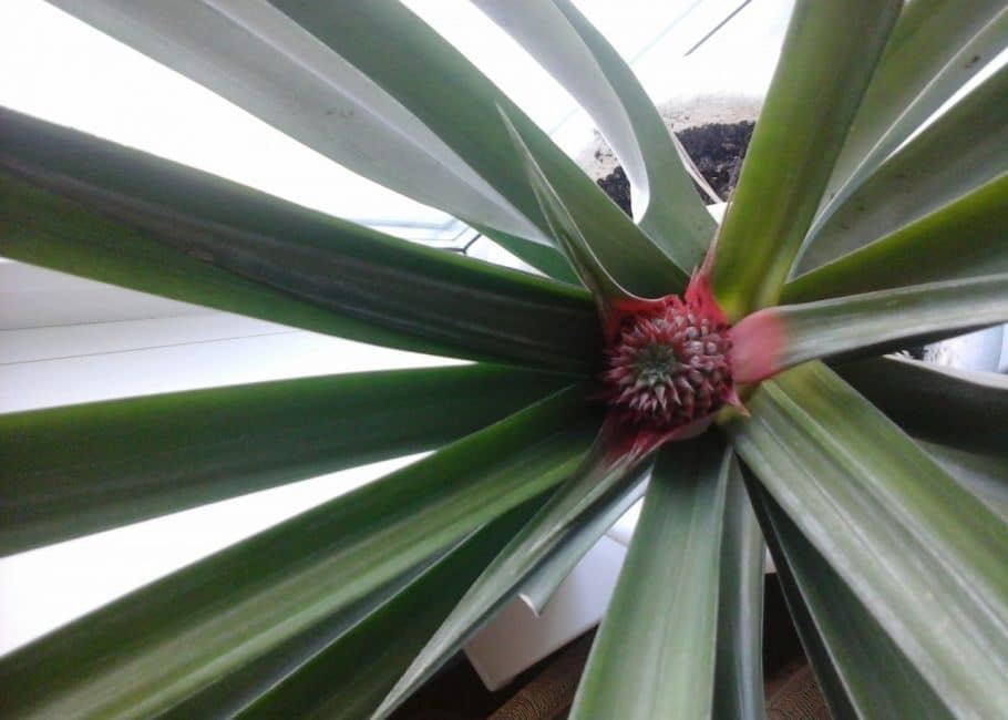 Formant flor de pinya