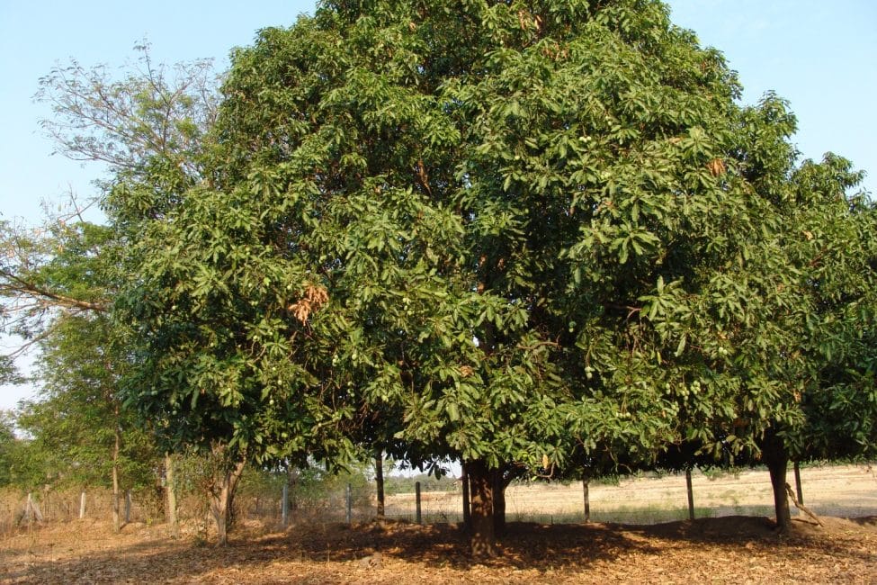 arbre de mango de mida mitjana