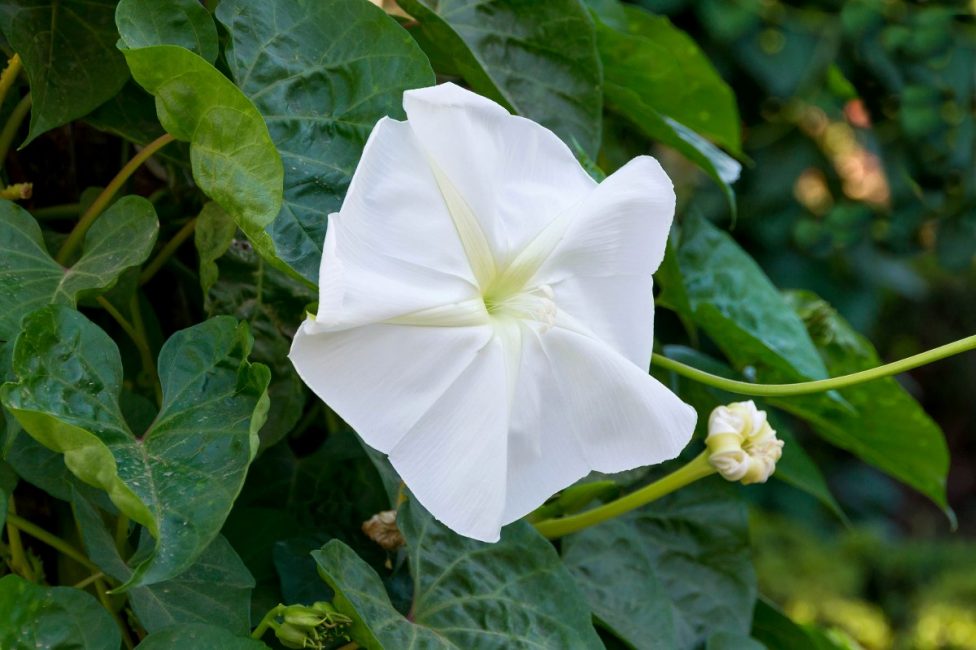 Ipomoea flor de lluna