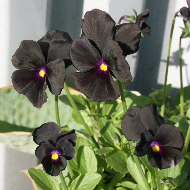 tumma violetti, alttoviulu