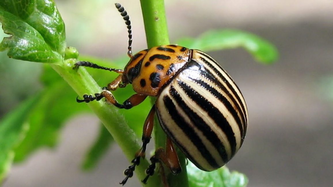 escarabajo de patata