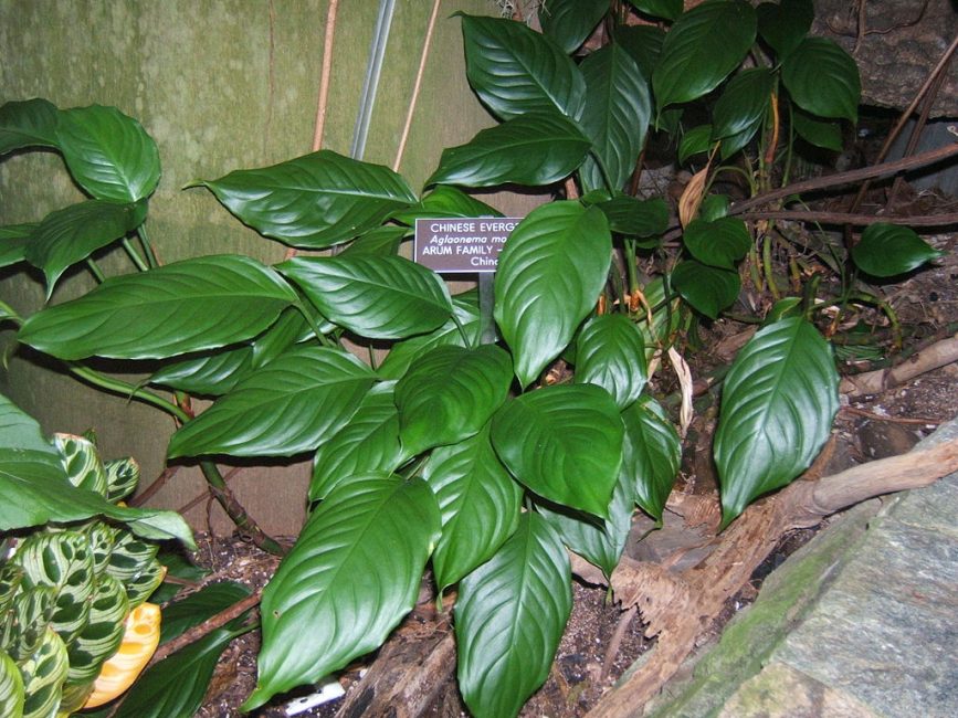 Aglaonema lauhkea ajopuuruukussa