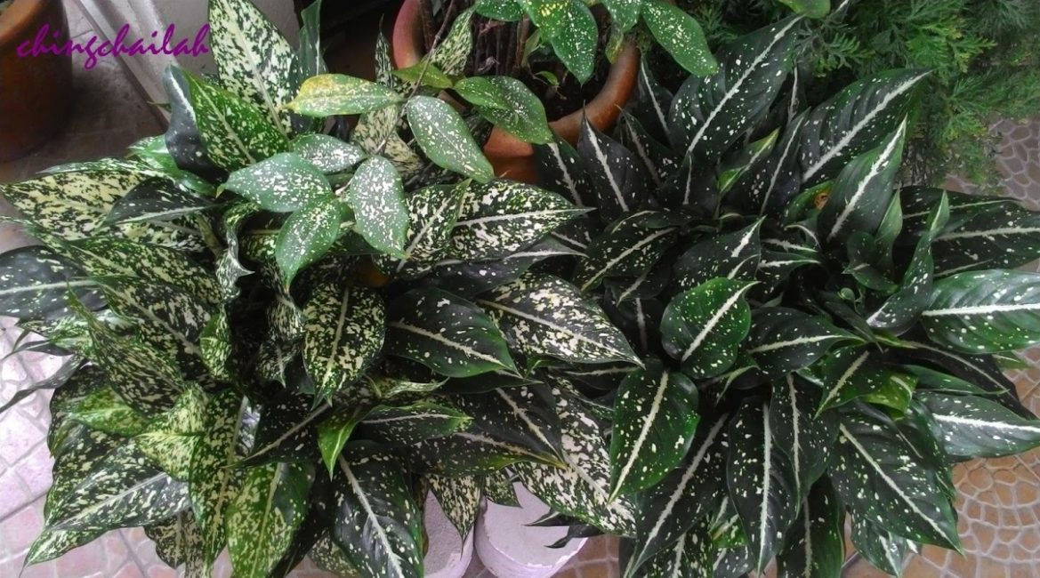 Aglaonema uurrettu