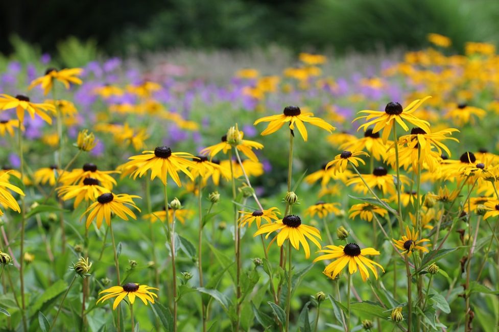 Η Rudbeckia σε πρώτο πλάνο. Φαίνεται όμορφο στο φόντο των μωβ λουλουδιών.