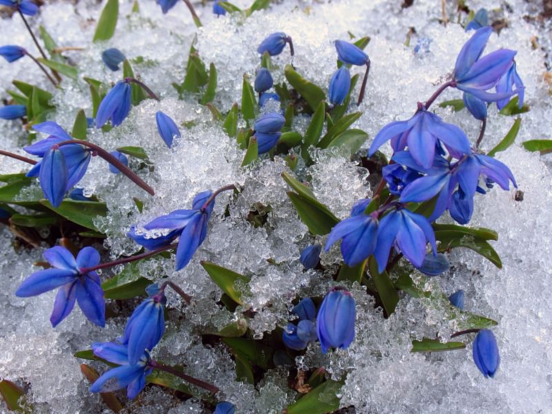 Повечето иглики са луковични. Scilla или scilla.
