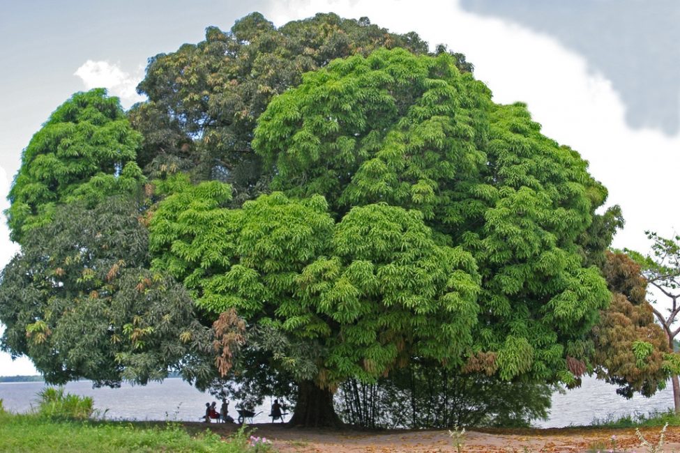 Gran arbre de mango. Antiguitat aproximadament 300 anys