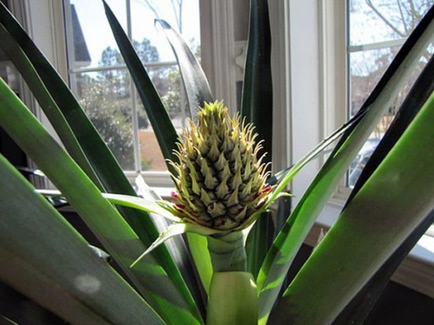 Inflorescència de pinya cultivada a l'interior