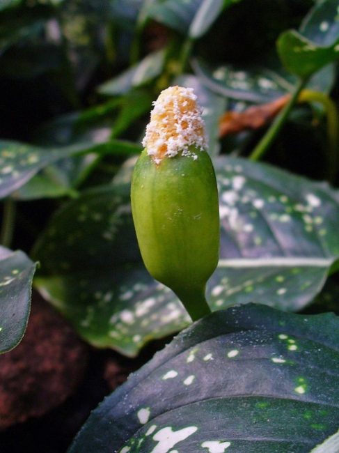 Aglaonema uurrettu kukka