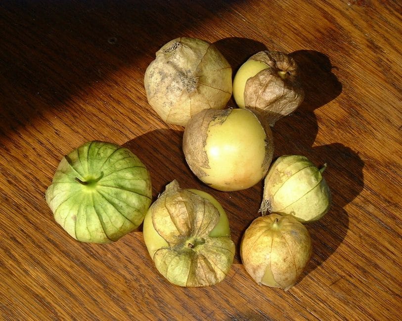 Φρούτα λαχανικών Physalis