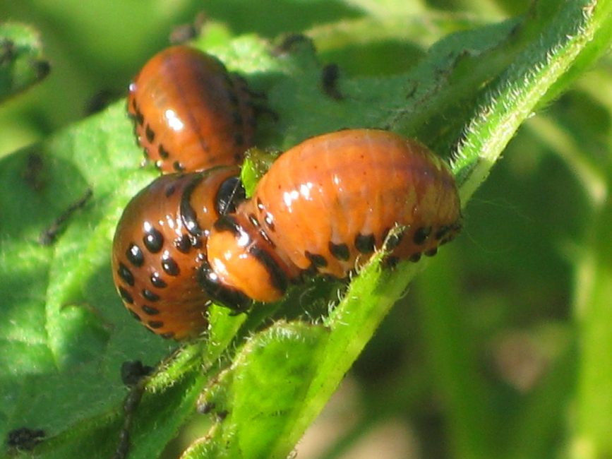 Larvas del escarabajo de la patata de Colorado