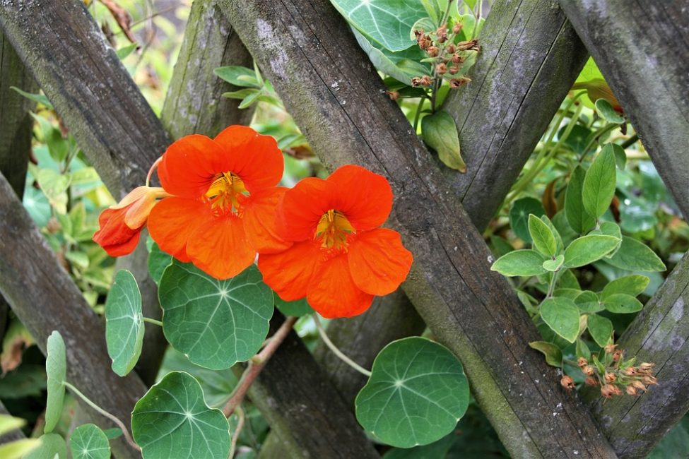 En av de klättrande formerna av nasturtium