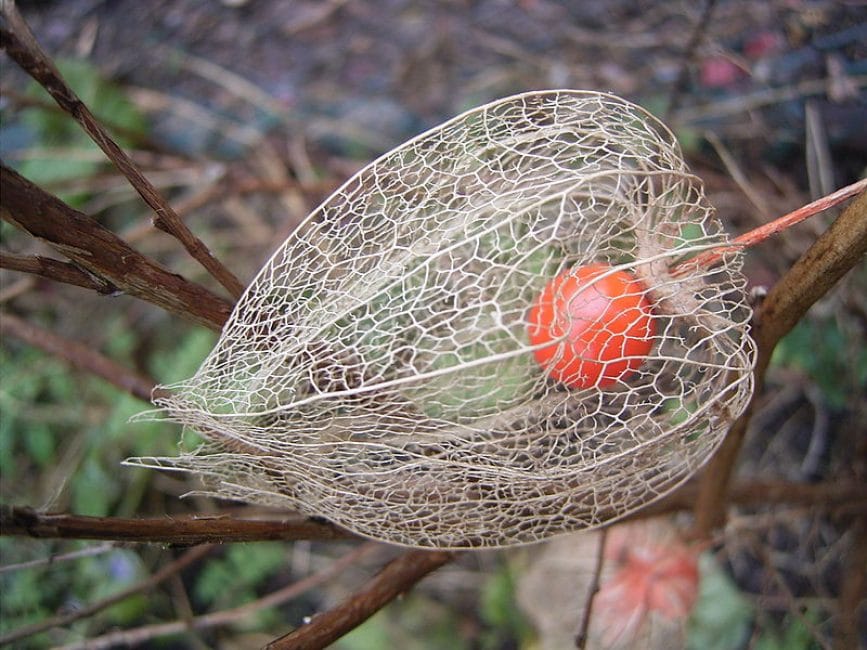 Ώριμος καρπός physalis χωρίς περιβληματικούς ιστούς του εξωτερικού κελύφους.